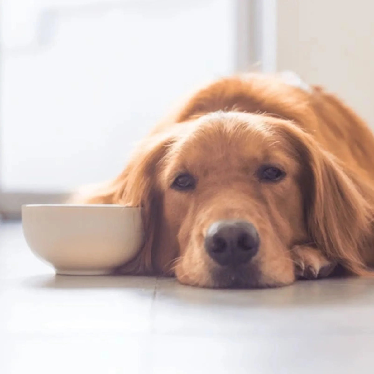 ¿Sabías que?: La mayoría de los perros