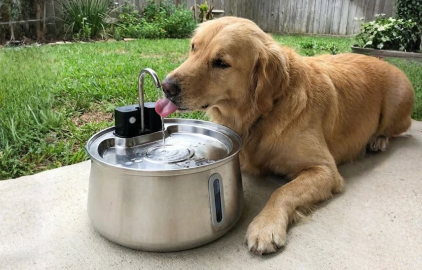 Dog owner with Selene fountain