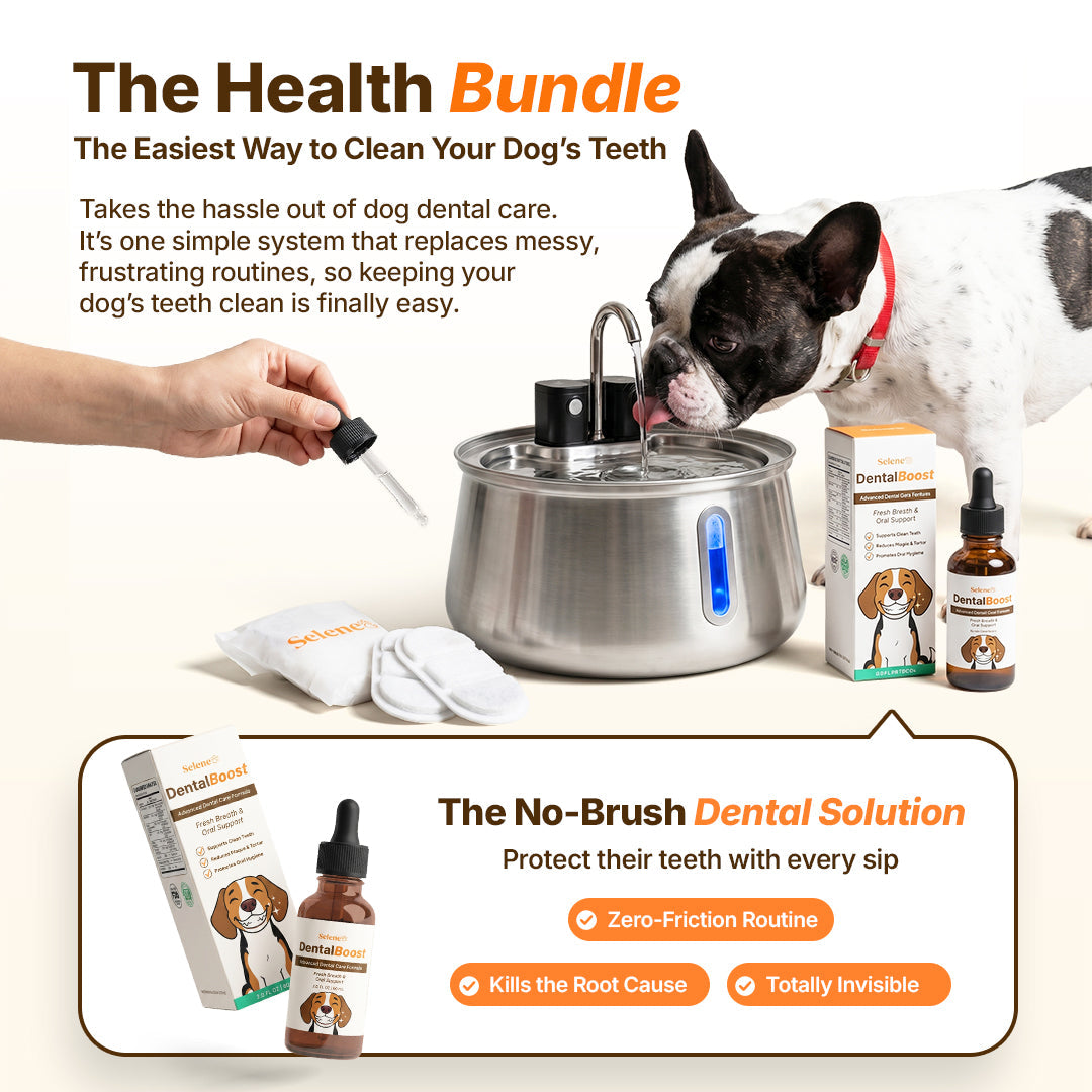 The Doggy Fountain™ Health Bundle