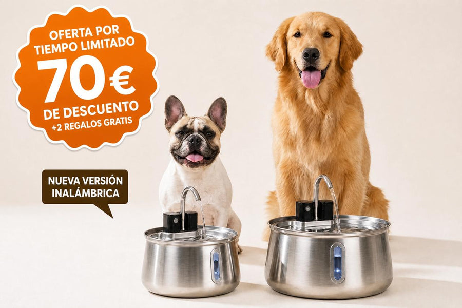 Selene Pet Fountain with dogs