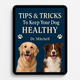 Mantén a Tu Perro Saludable eBook